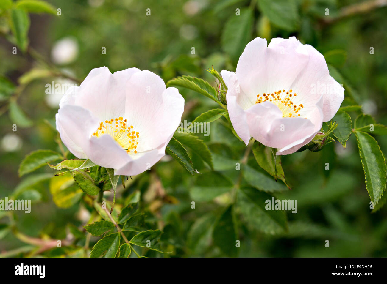 pair of dog roses Stock Photo - Alamy
