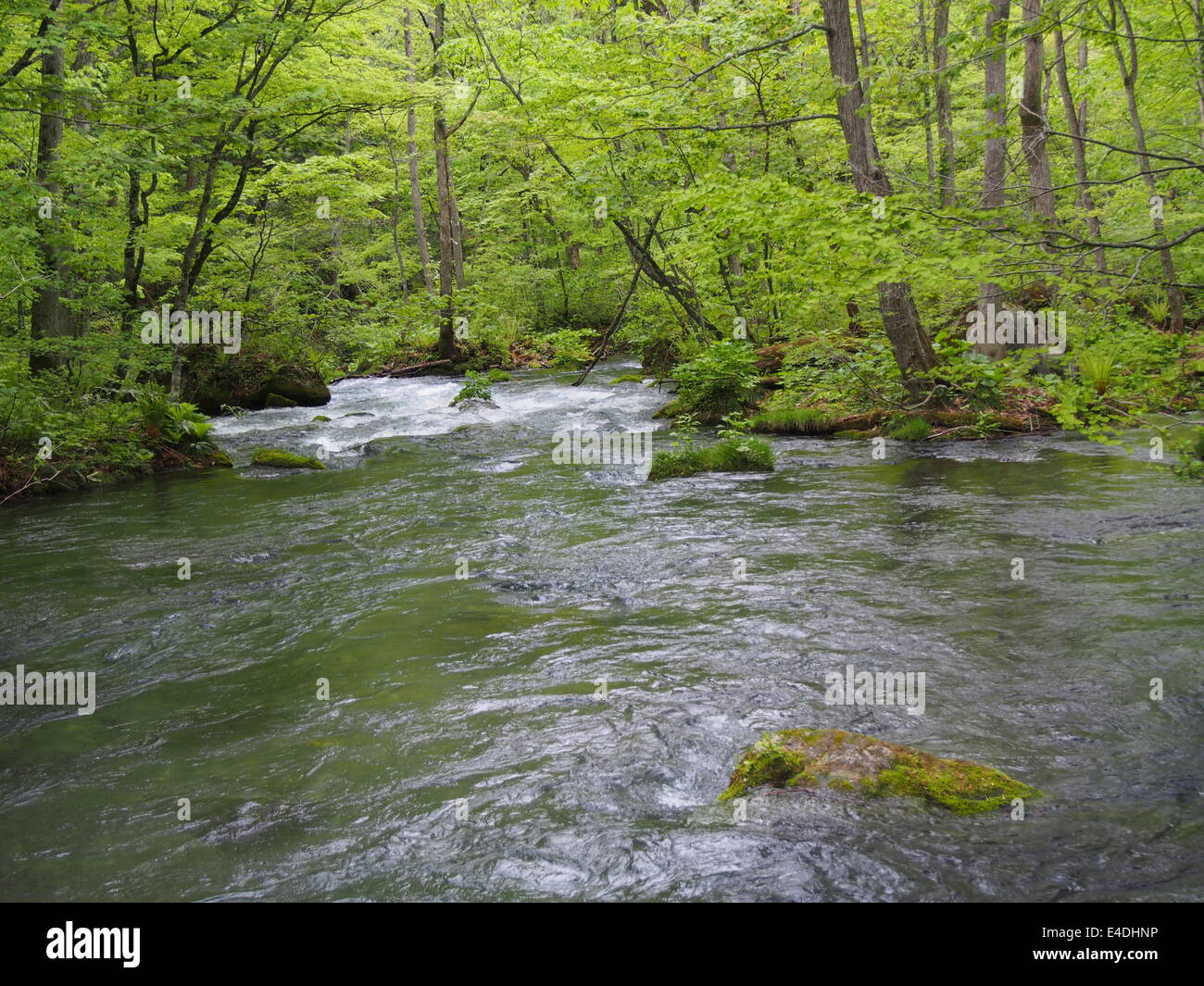 Oirase gorge in fresh green, Aomori, Japan Stock Photo