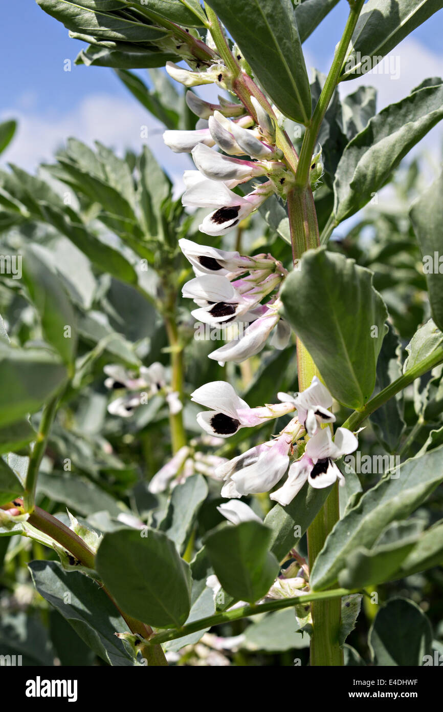 stem of broad bean flowers Stock Photo Alamy