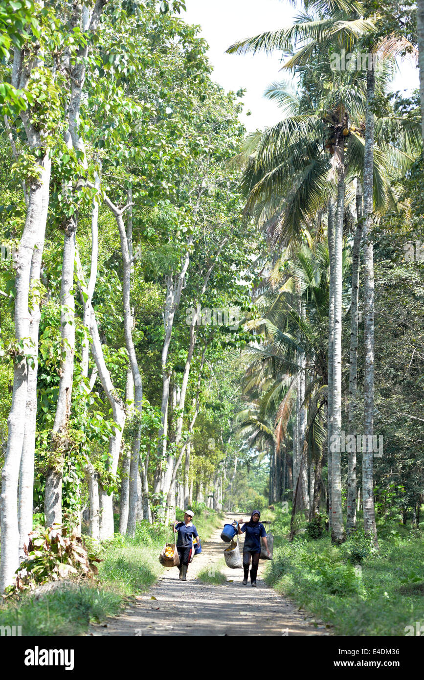 The towering trees of Banyuwangi province offer shade to home-coming plantation workers. Stock Photo