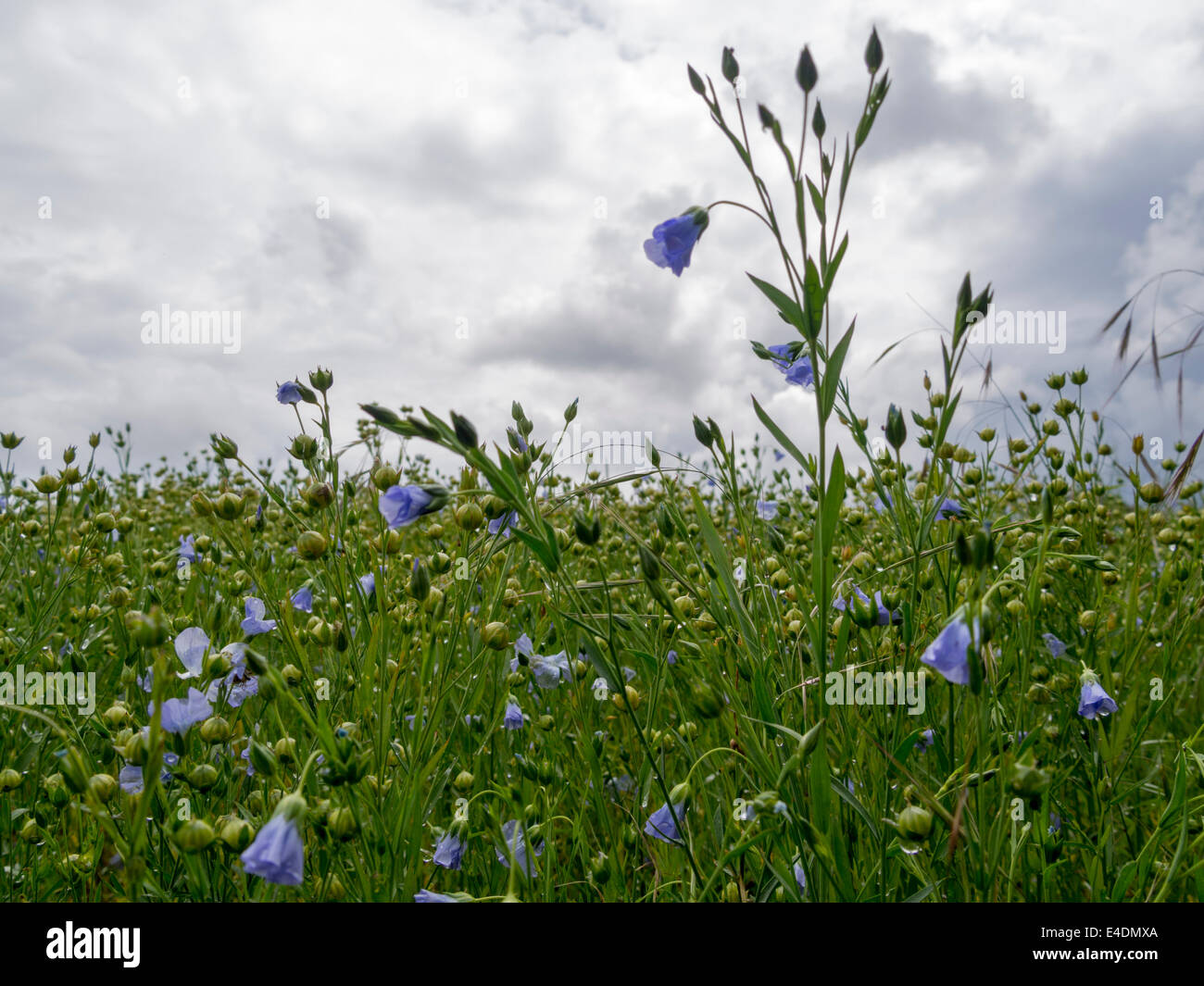 Field of flax flax or linseed Linum usitatissimum), growing
