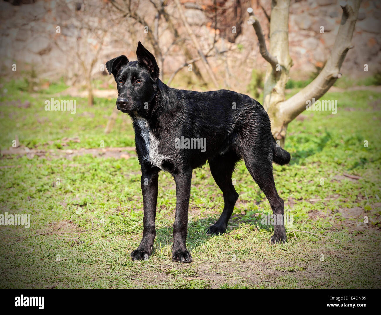 Big young black dog in natural background Stock Photo