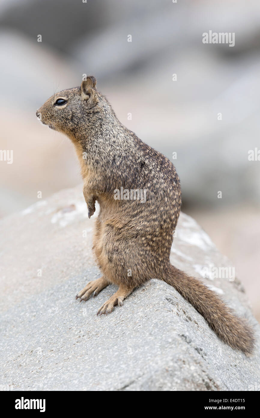 California Ground Squirrel Stock Photo Alamy