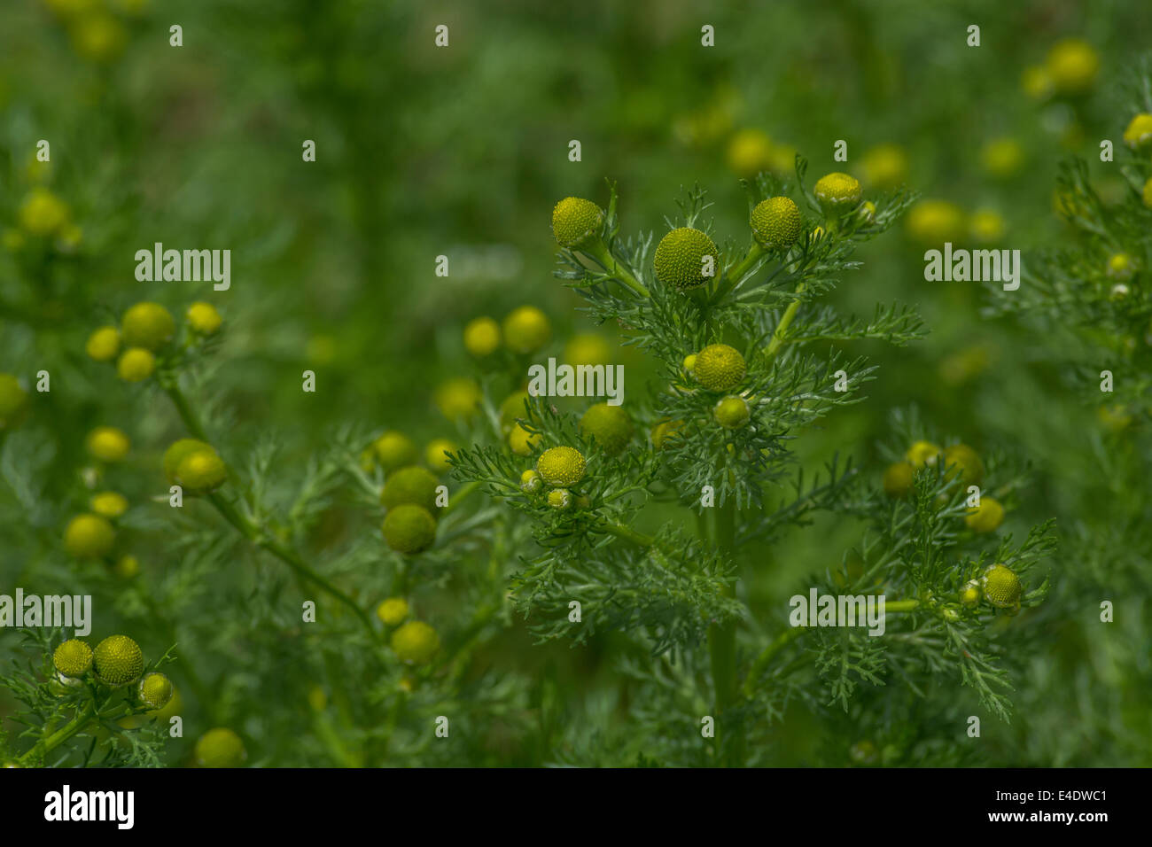 Matricaria discoidea wildflower seed packet Pineapple Weed Home Home