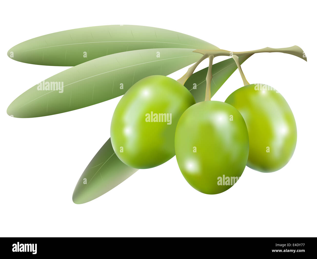 Vector branch of olive tree with olives isolated Stock Photo - Alamy