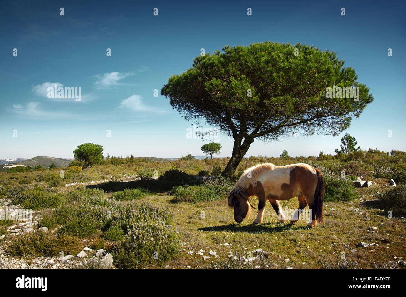 White and brown pony pasturing in a green field with pine trees under the blue sky Stock Photo