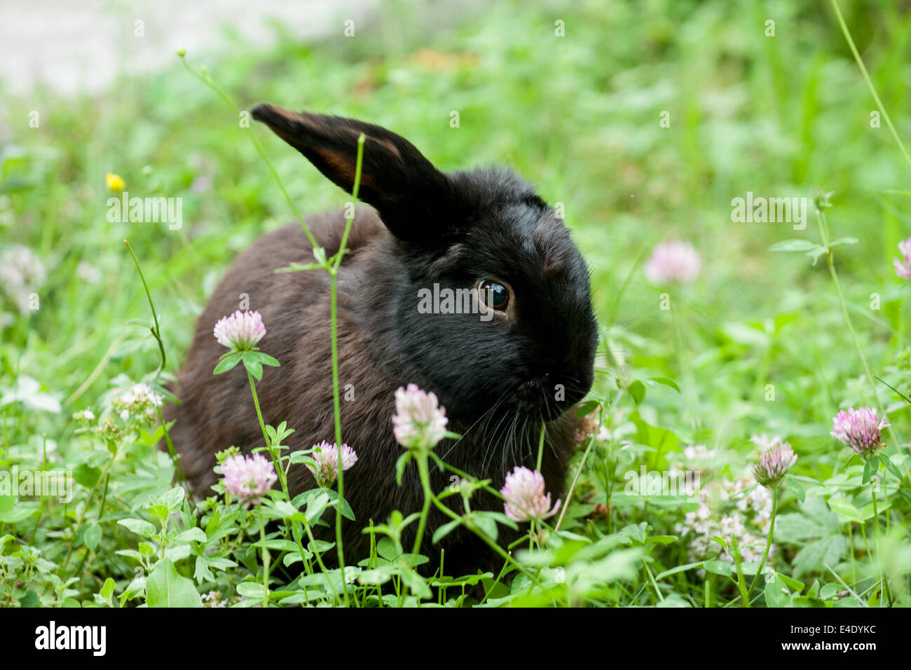Black rabbit hi-res stock photography and images - Alamy