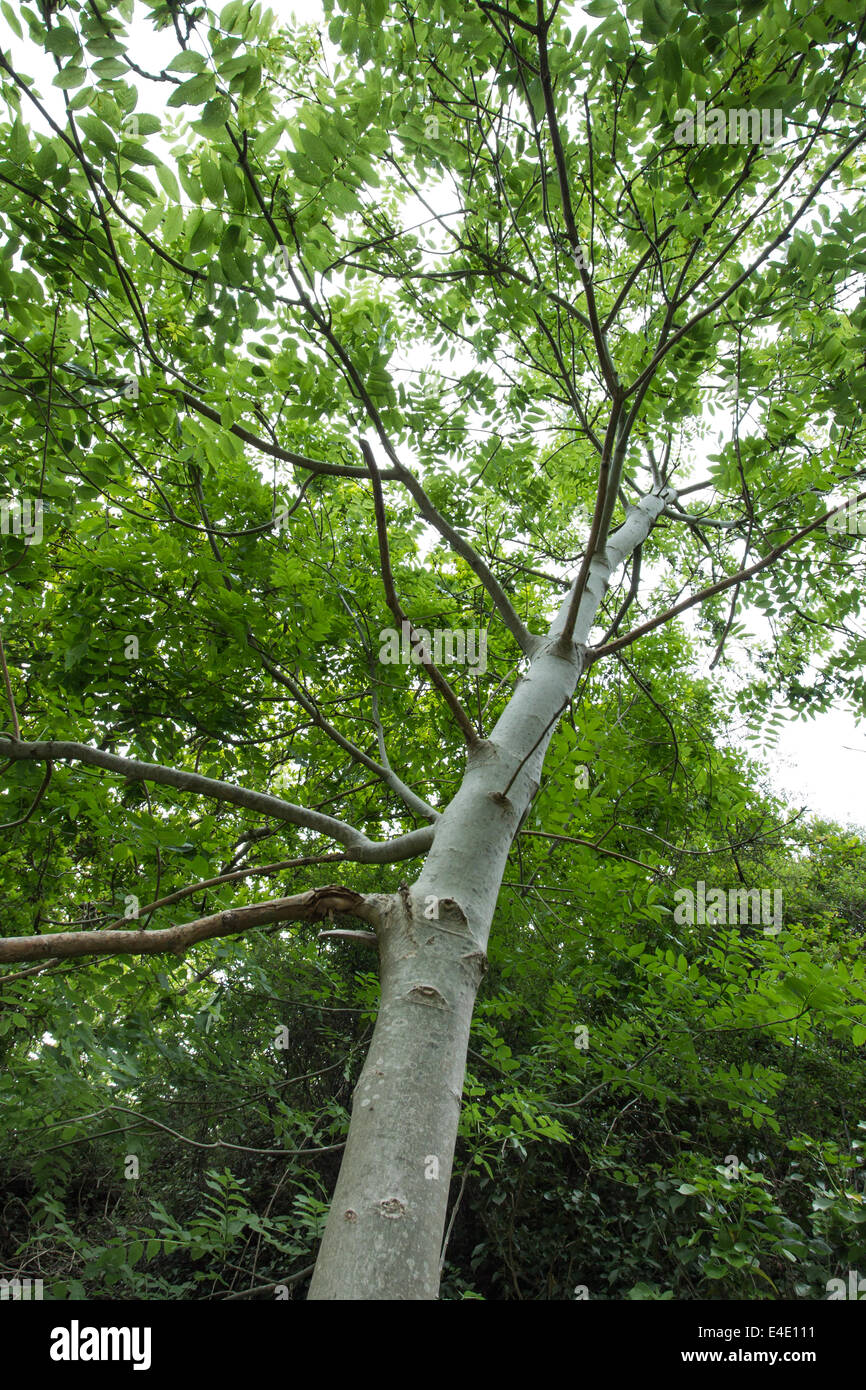 A young ash tree in full leaf Stock Photo