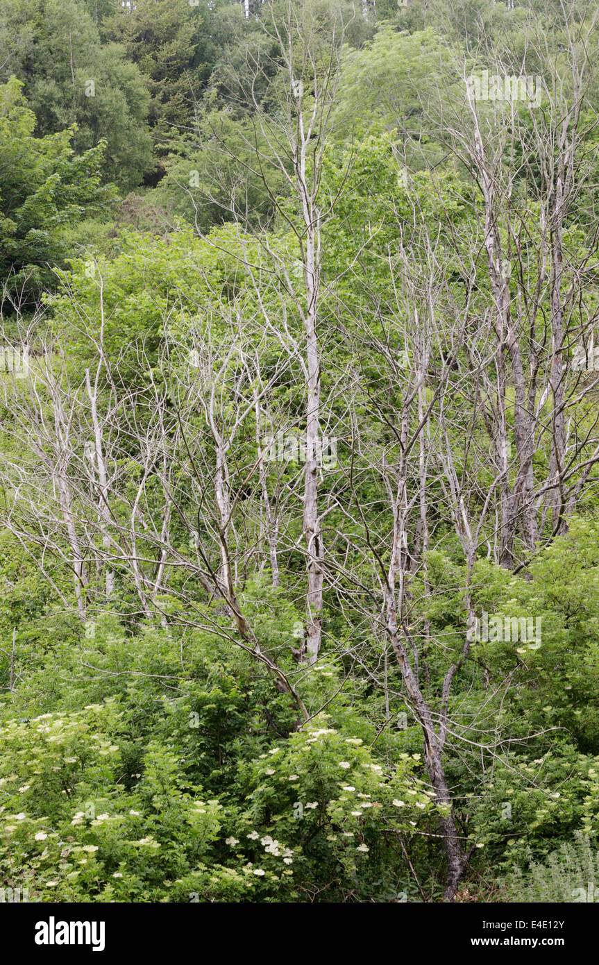 Standing deadwood habitat, English elm, Ulmus procera, Wales, UK. Stock Photo