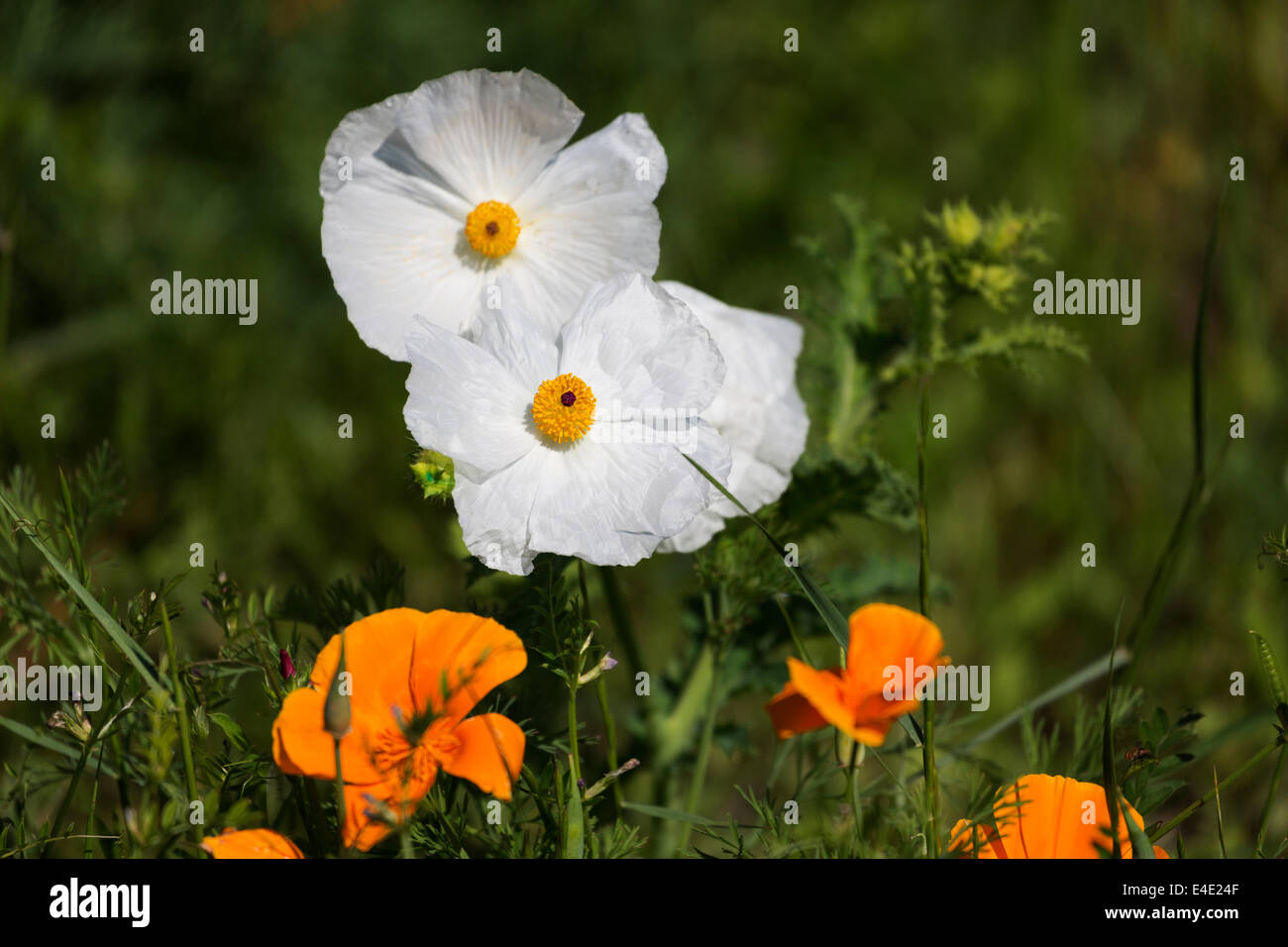 California tree poppies with golden poppies.  Found in the Warner W. Plahs Wildflower Field in the Sea Pines Forest Preserve, Hi Stock Photo
