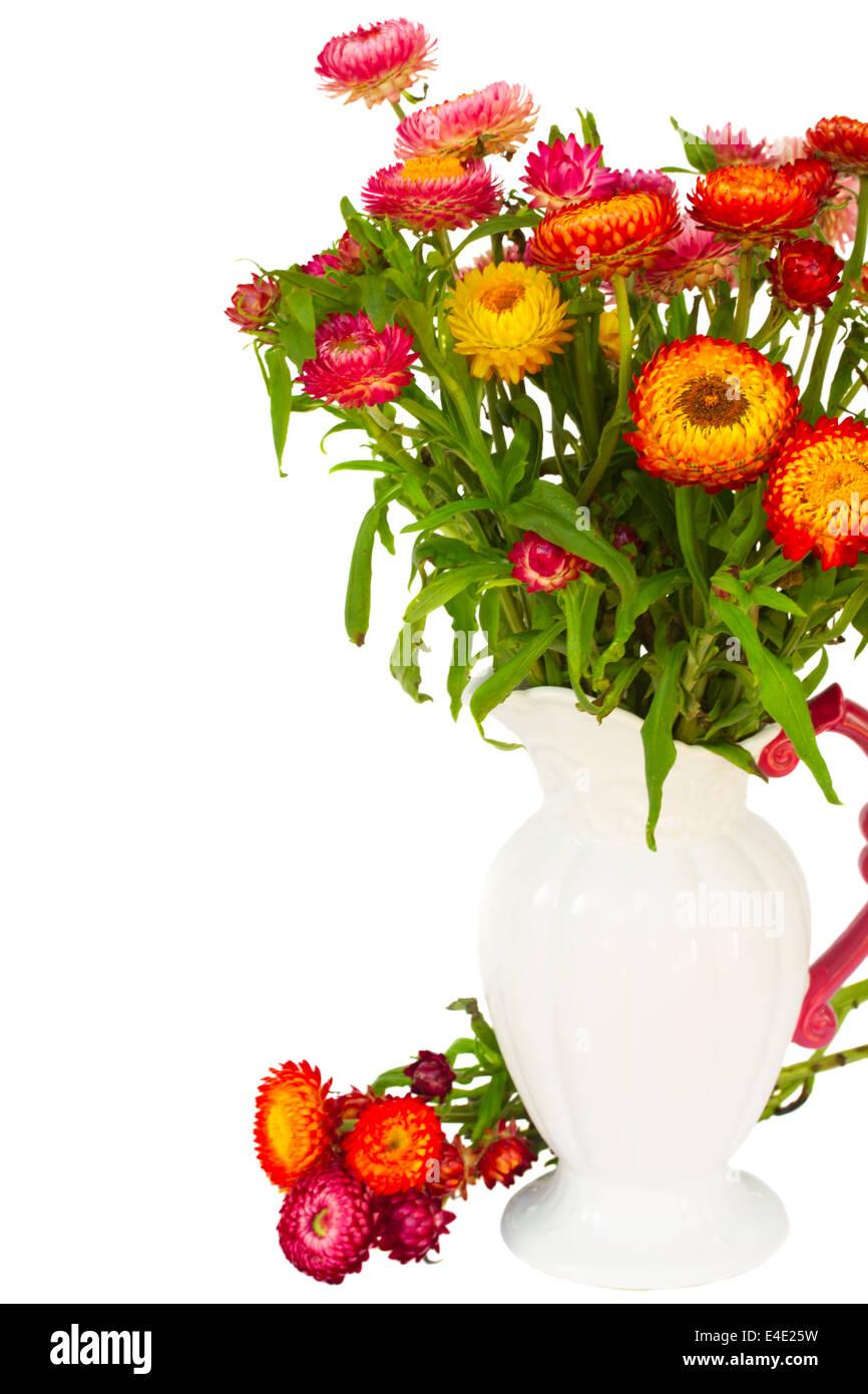 Everlasting flowers in vase Stock Photo