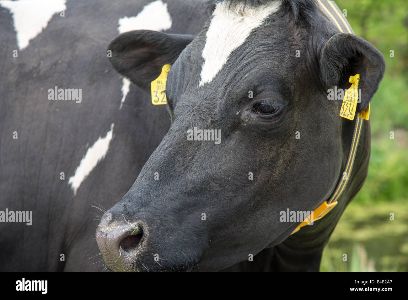 a grazing holstein black and white cow in a field Stock Photo