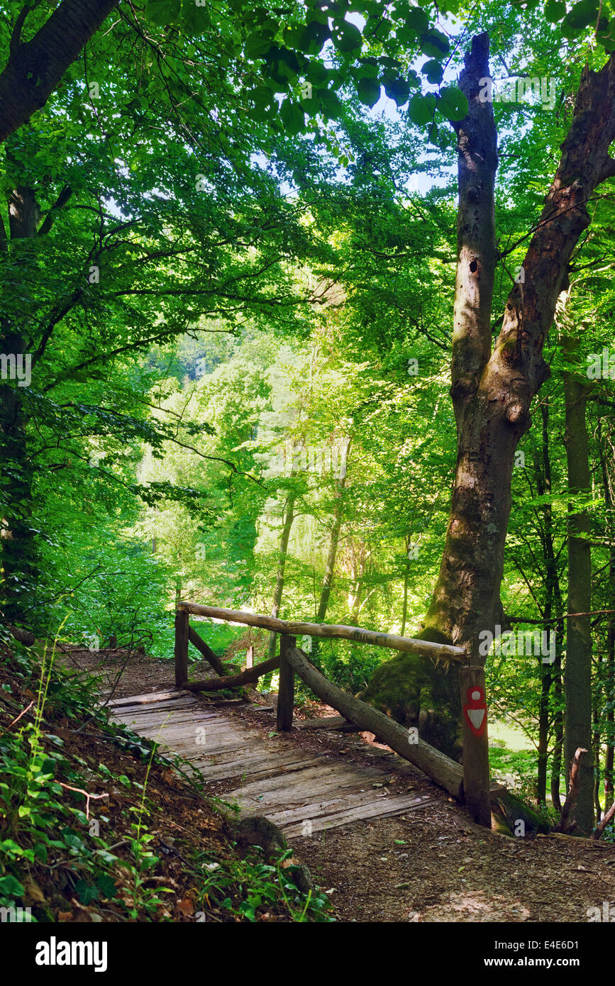 Old wooden bridge in the forest on a summer day Stock Photo - Alamy