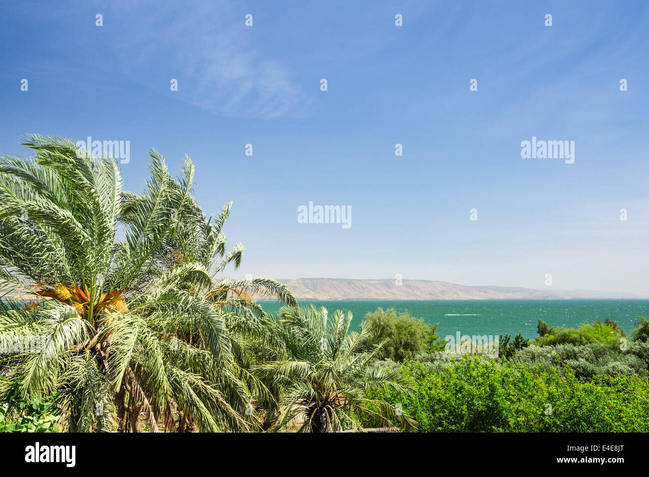 Date palms on the shore of Lake Kinneret or Galilee sea with clear blue sky Stock Photo
