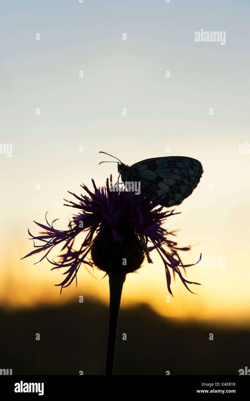 Marbled white butterfly on a centaurea flower in the english countryside at sunrise. Silhouette Stock Photo
