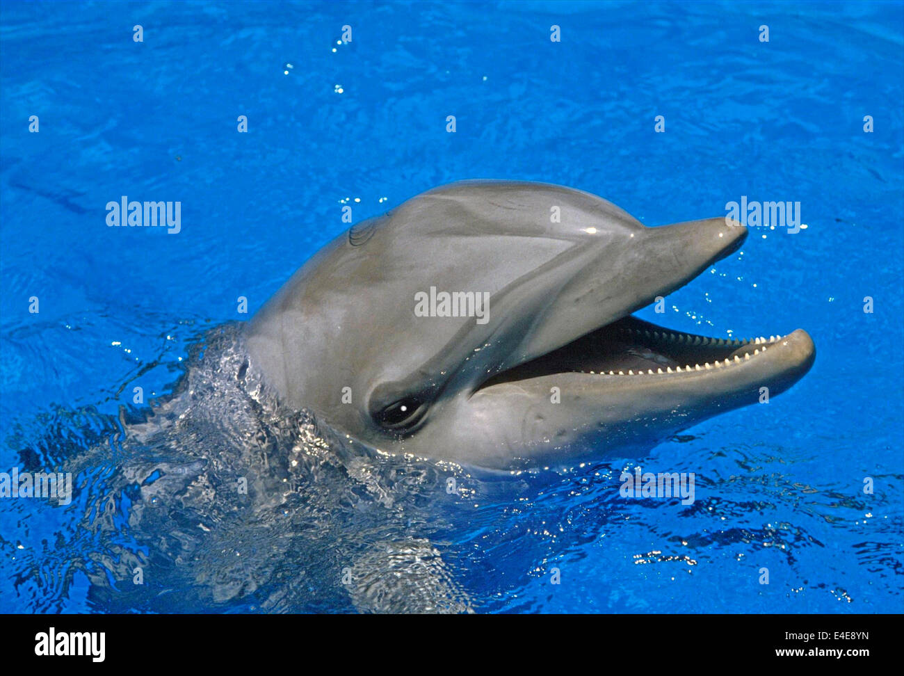 Dolphin - Bottle-nosed dolphin (Tursiops truncatus) Stock Photo