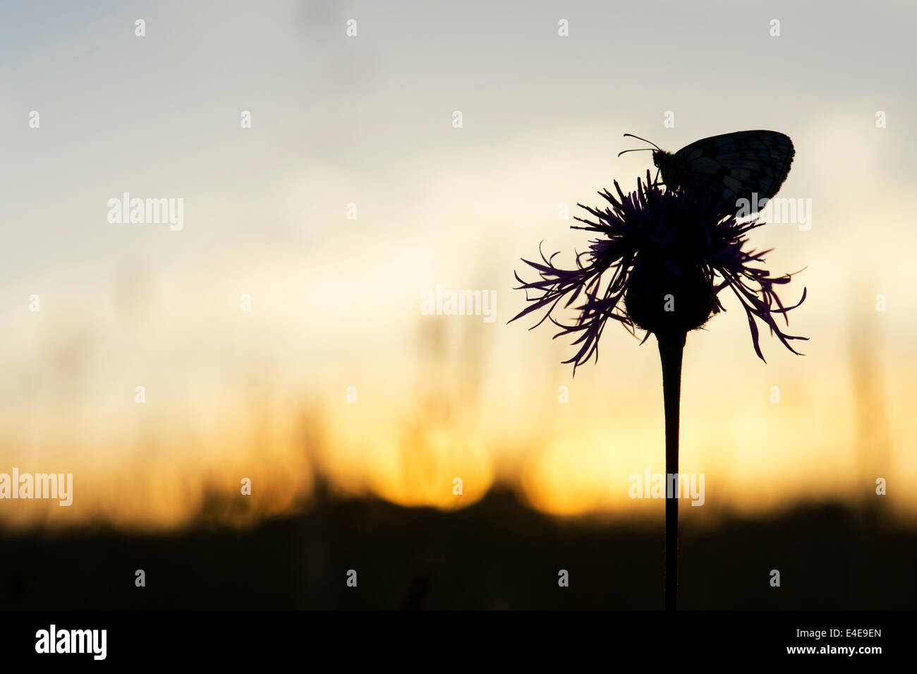 Marbled white butterfly on a centaurea flower in the english countryside at sunrise. Silhouette Stock Photo