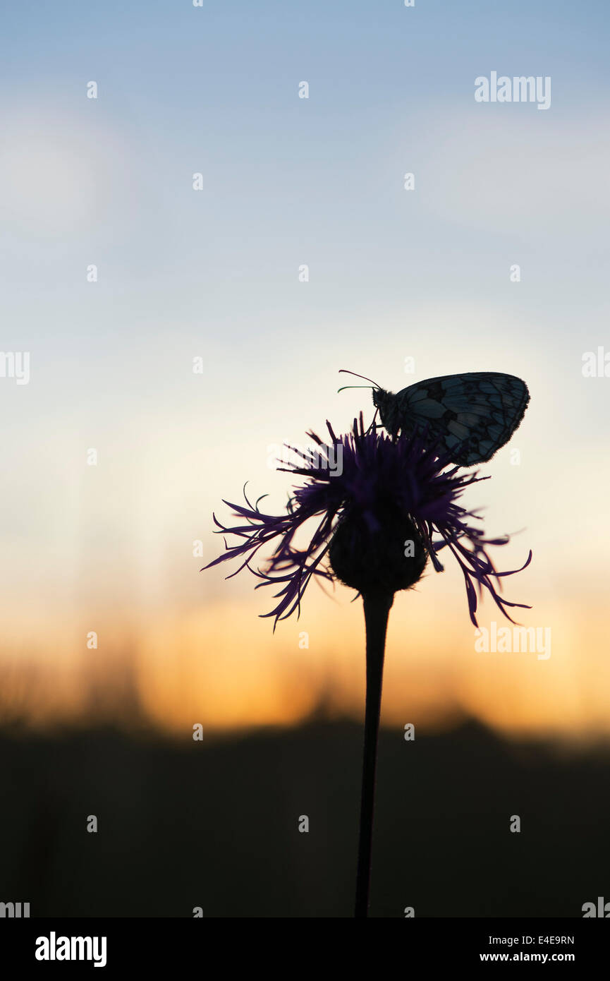 Marbled white butterfly on a centaurea flower in the english countryside at sunrise. Silhouette Stock Photo