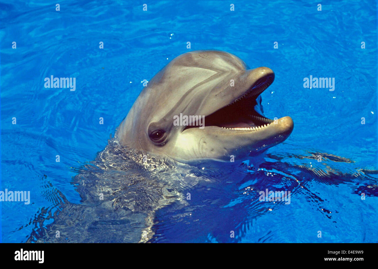 Dolphin - Bottle-nosed dolphin (Tursiops truncatus) Stock Photo