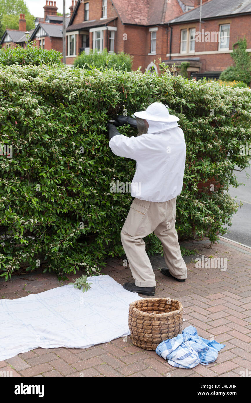 Beekeeper Lewis Gower taking a swarm of bees from a suburban hedge in Gloucester UK Stock Photo