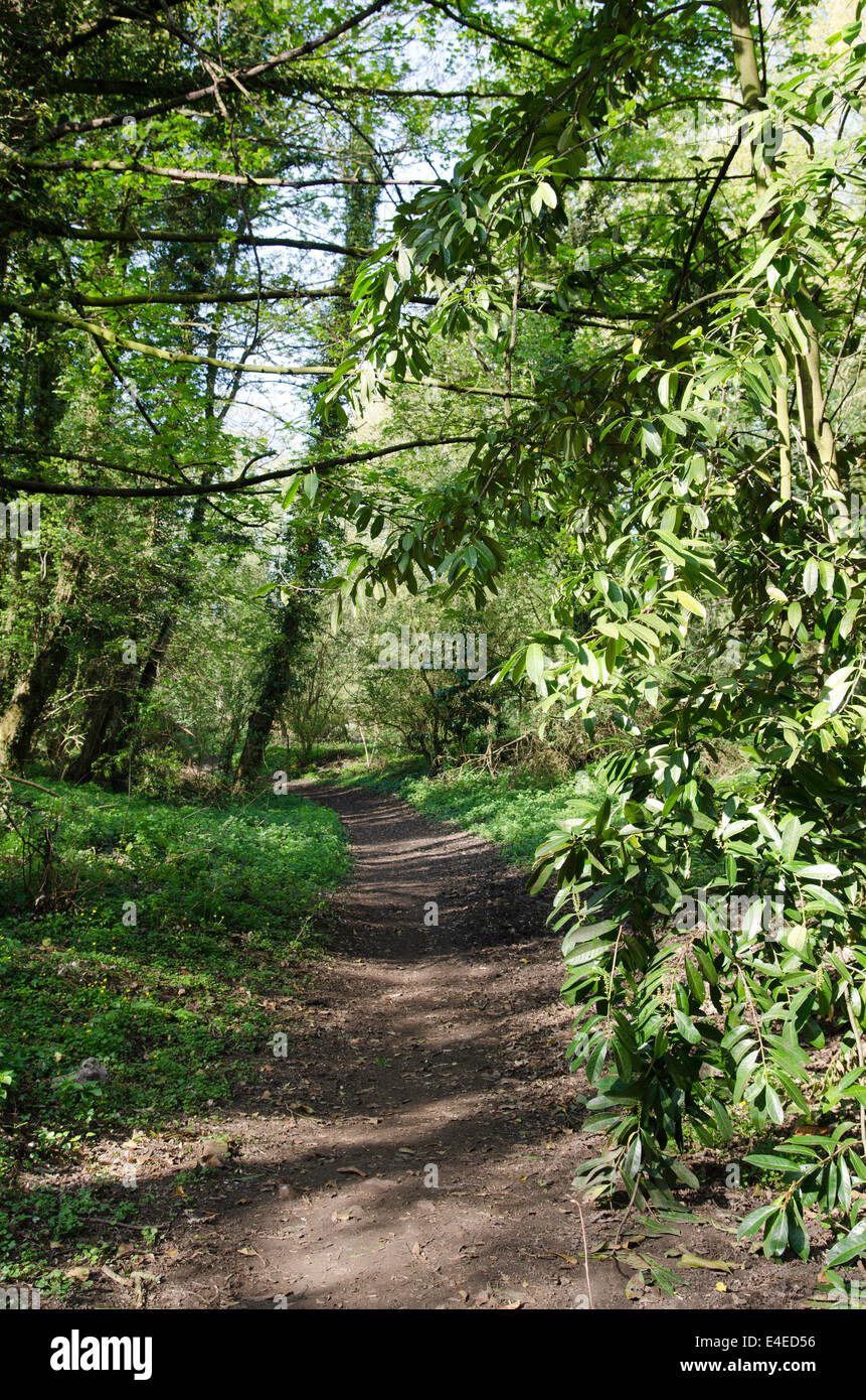 Woodland path at Pleasley Vale. Notts Stock Photo