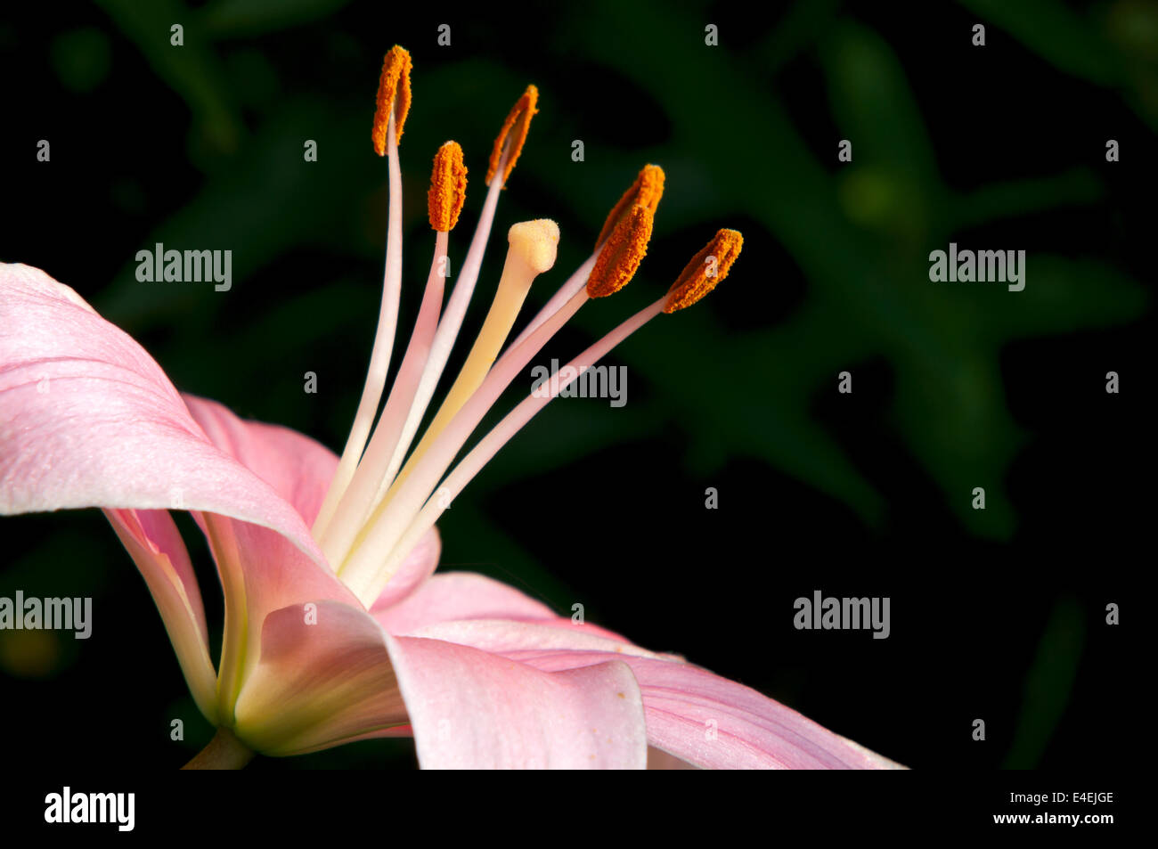 closeup of asiatic lily plant or lilium in full bloom Stock Photo Alamy