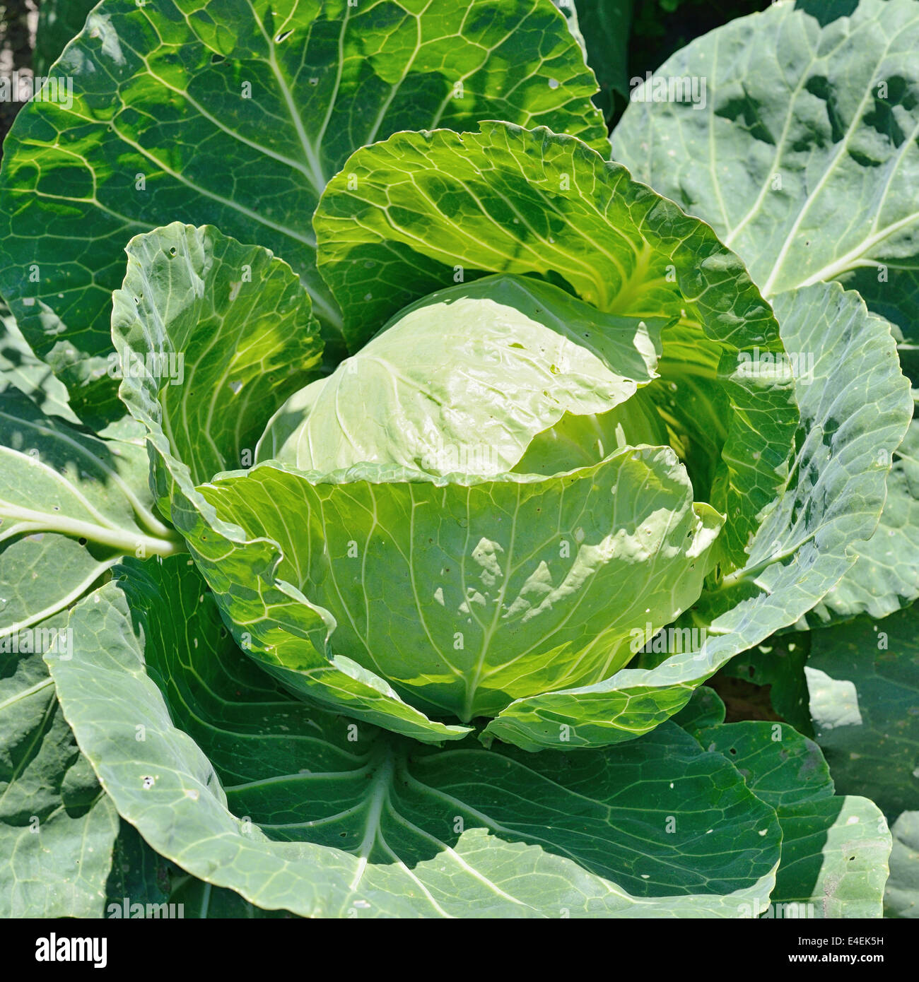 White cabbage head in a field Stock Photo