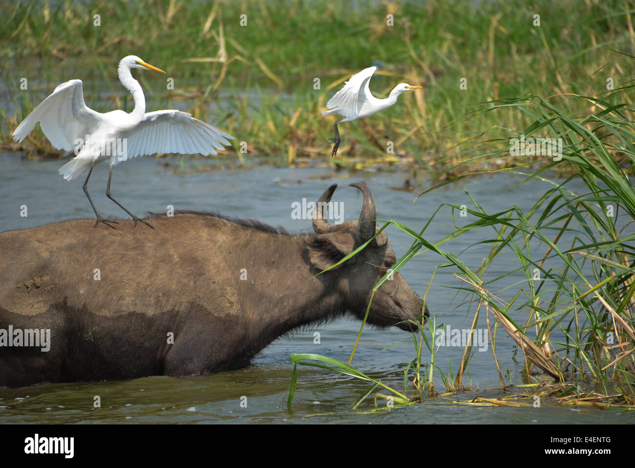 a buffalo with an egret on his back in the river at queen elizabeth national park in Uganda, Africa Stock Photo