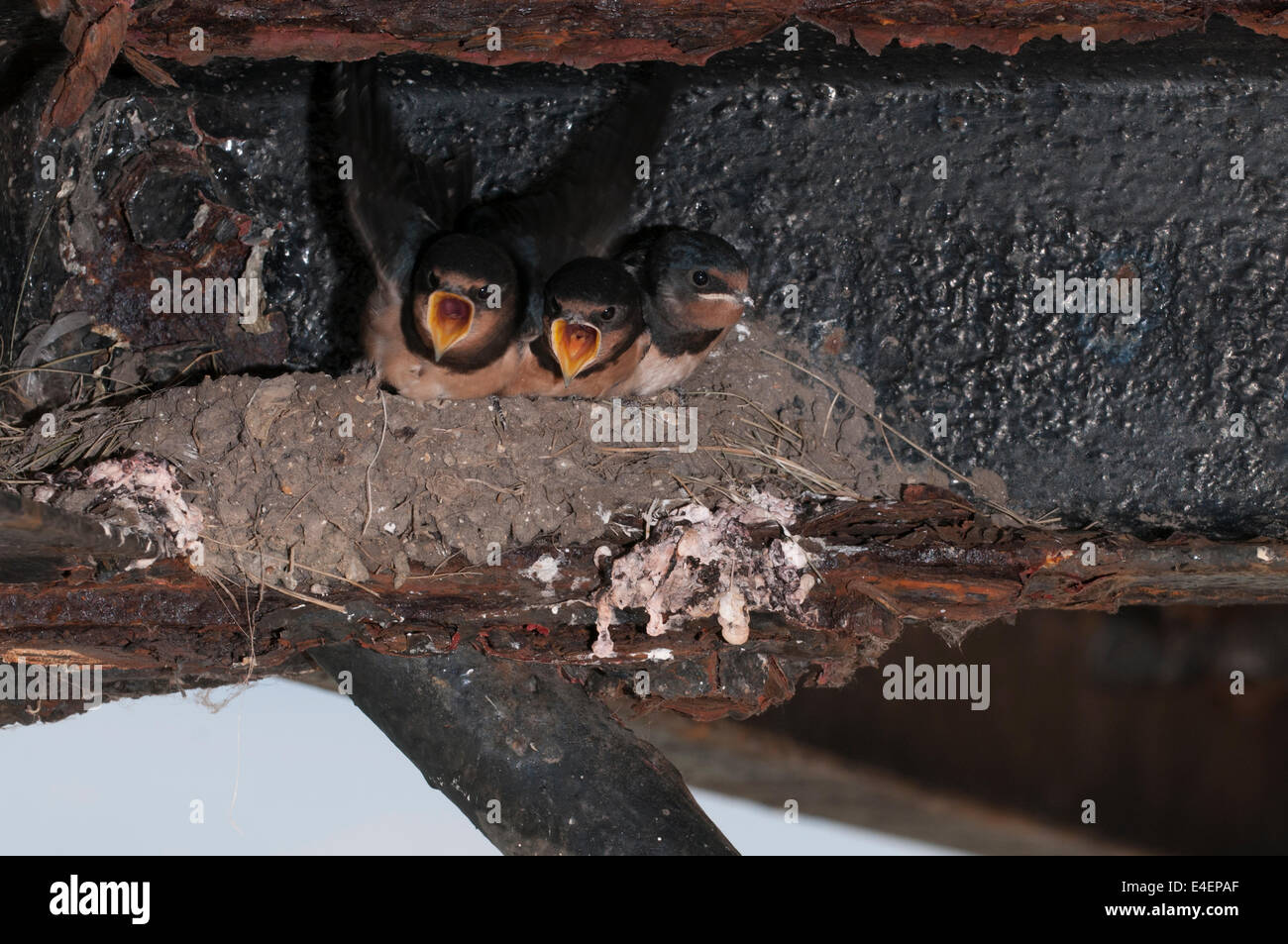 Barn Swallow chicks awaiting parent bird with food Hirundo rustica UK Stock Photo