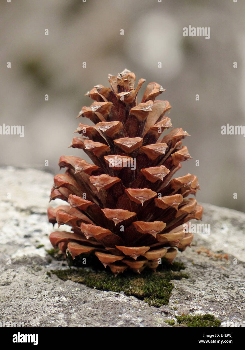 A fir cone on a mossy rock with an out of focus background Stock Photo