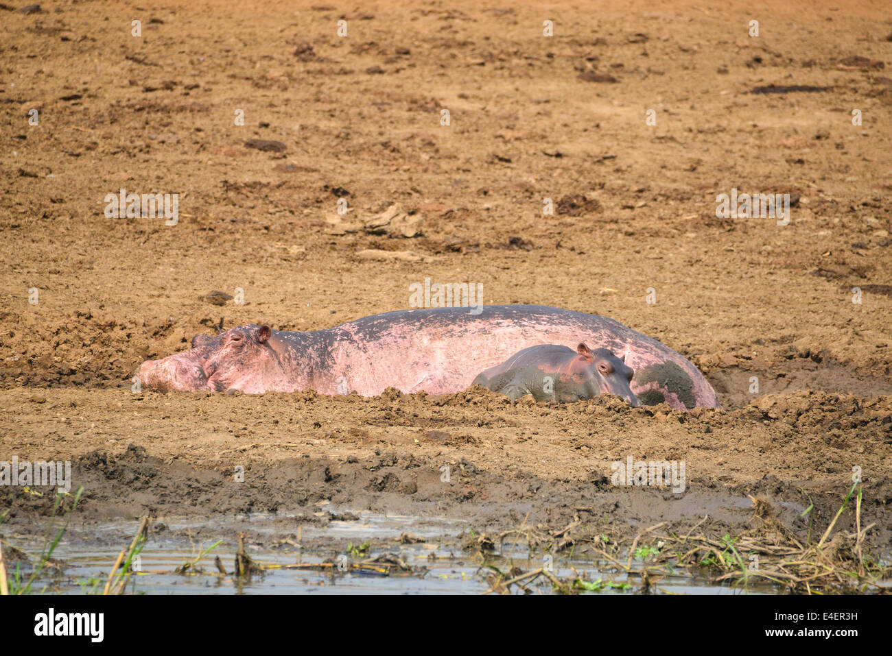 hippo at Queen Elizabeth national park, Uganda, Africa Stock Photo