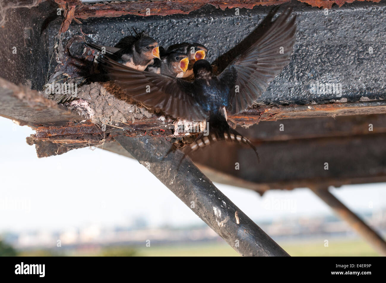 Barn Swallow chicks being fed by parent bird, Hirundo Rustica UK Stock Photo