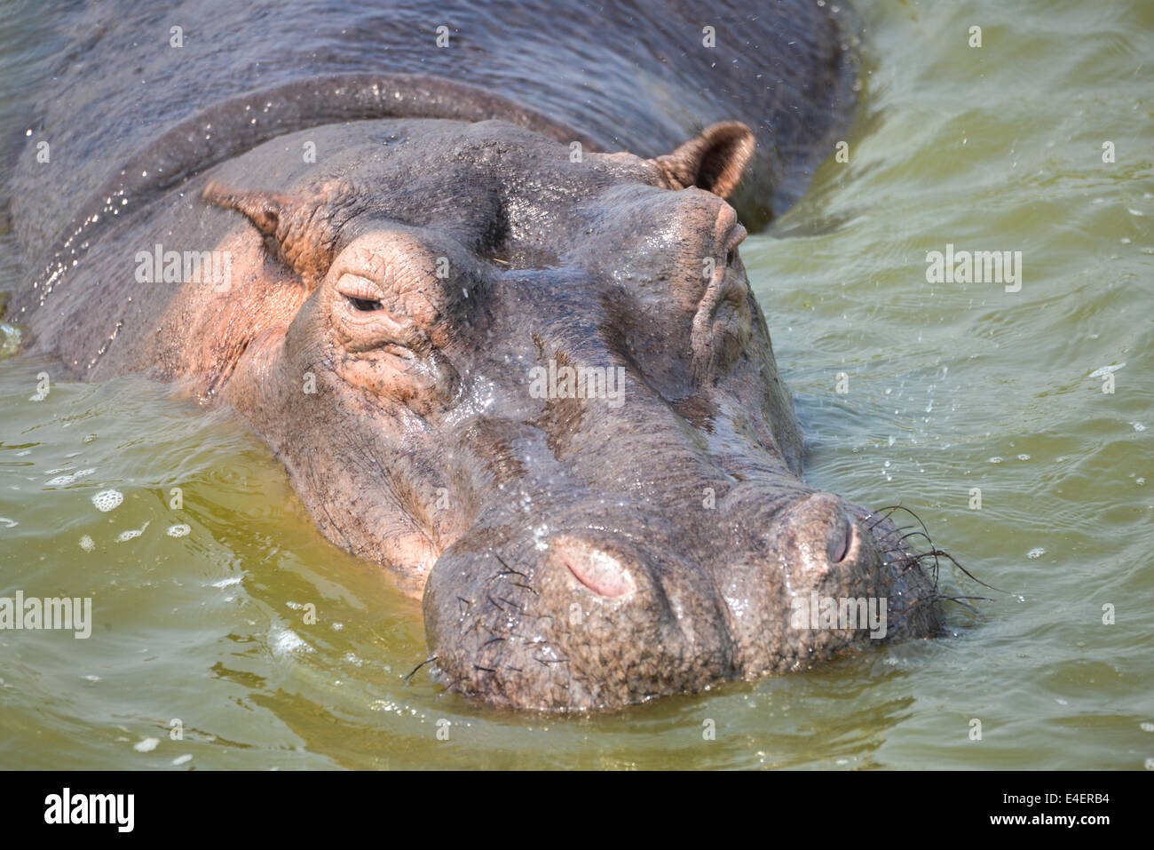 hippo at Queen Elizabeth national park, Uganda, Africa Stock Photo