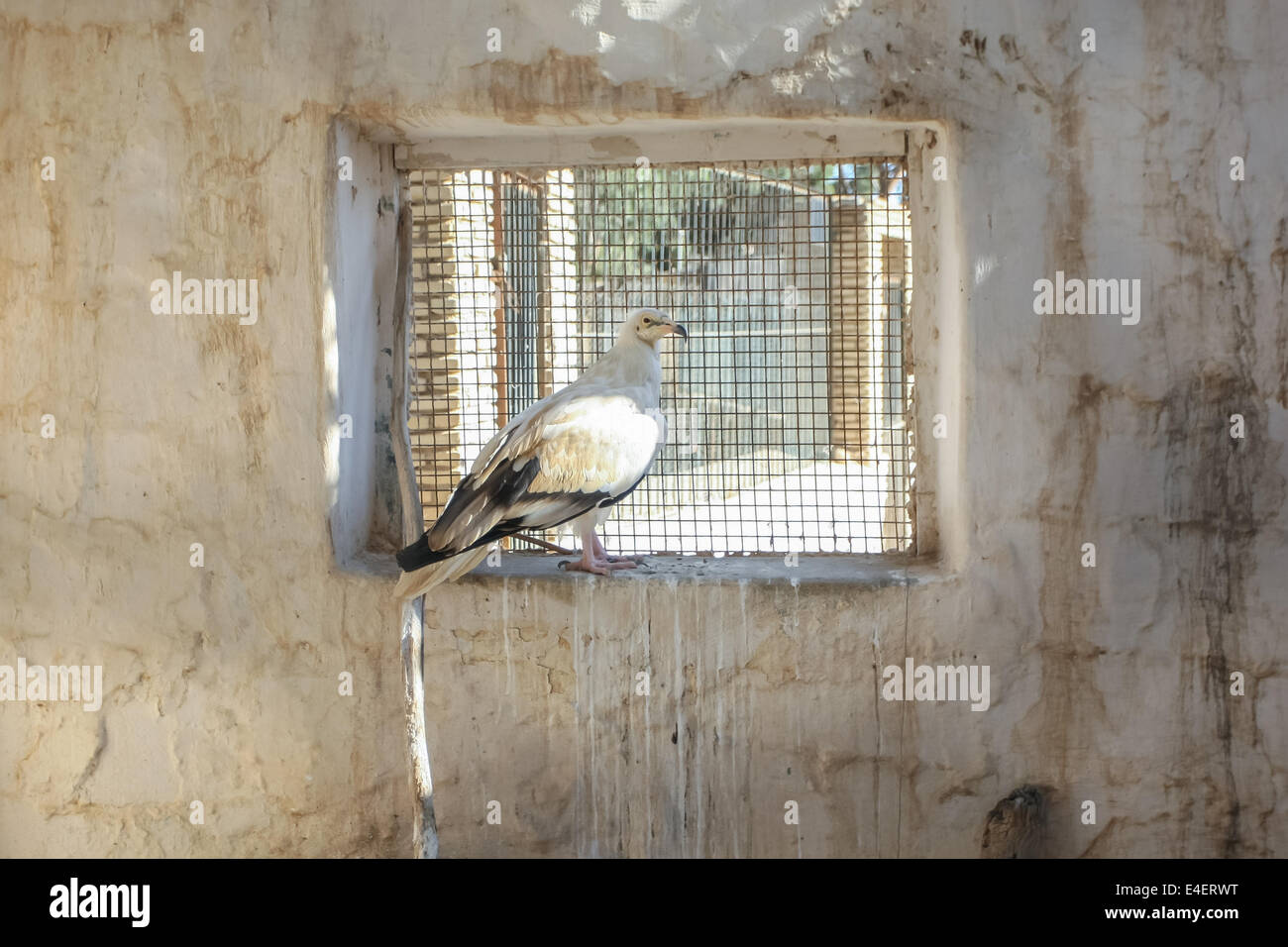 Tunisia Bird Stock Photos Tunisia Bird Stock Images Alamy