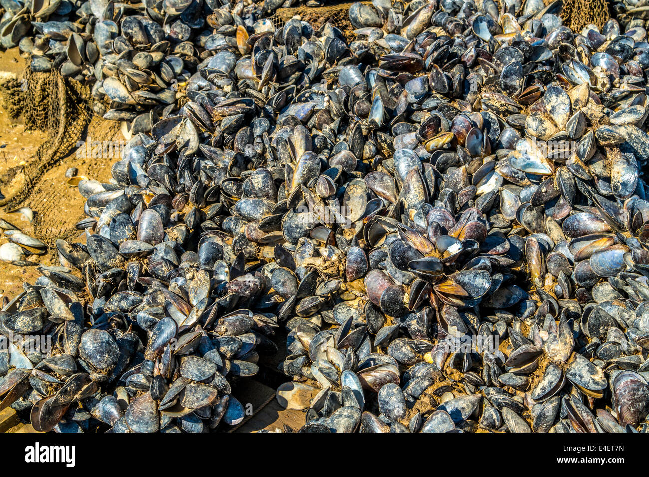 Mussels on the beach Stock Photo Alamy