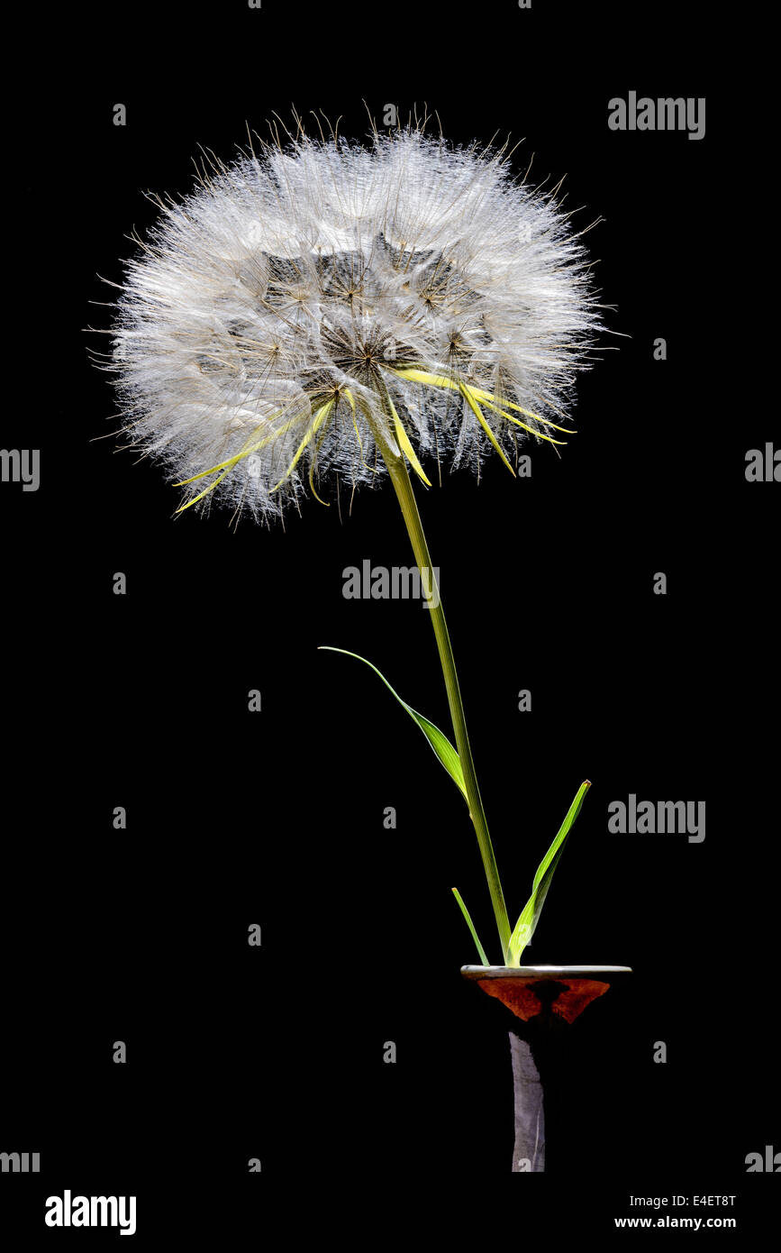 A big dandelion blowball in a vase, isolated on black background Stock Photo