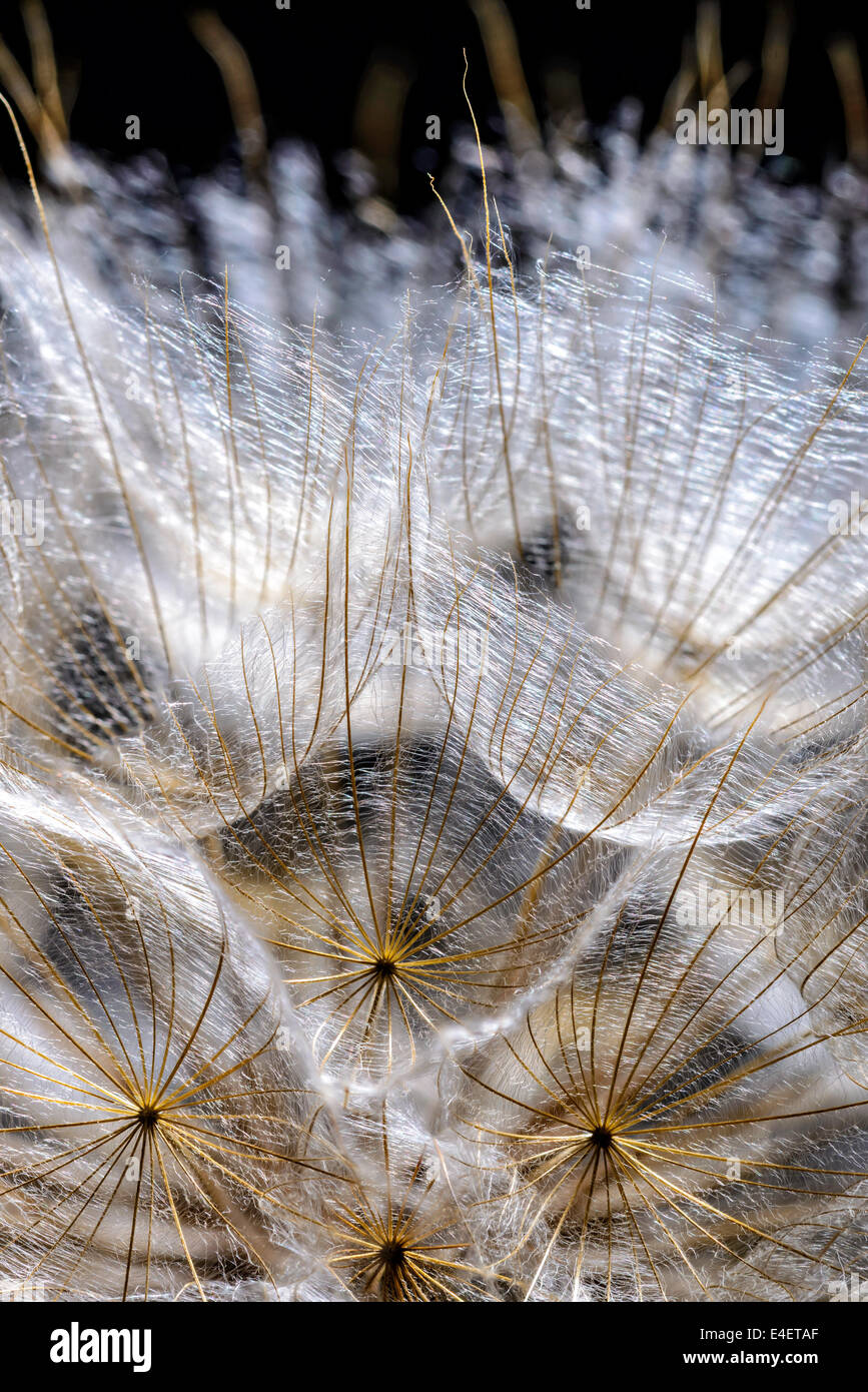 Macro of dandelion seed with back light on a black background Stock Photo