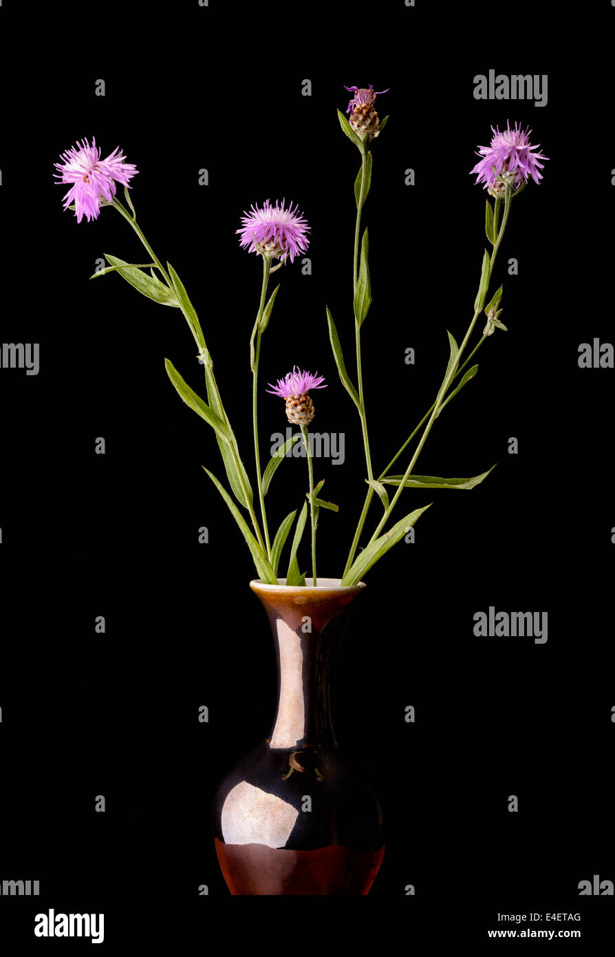 Brown knapweeds in a vase, isolated on black background Stock Photo