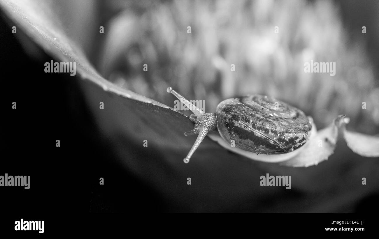 Monochrome macro shot of a snail on an exotic plant Stock Photo