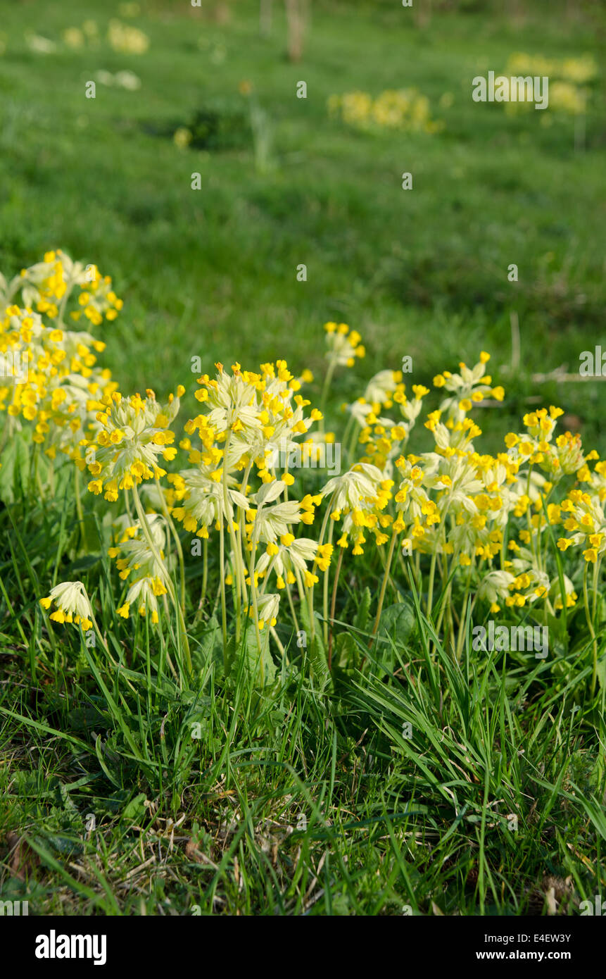 Cowslips at Pleasley pit country park Stock Photo