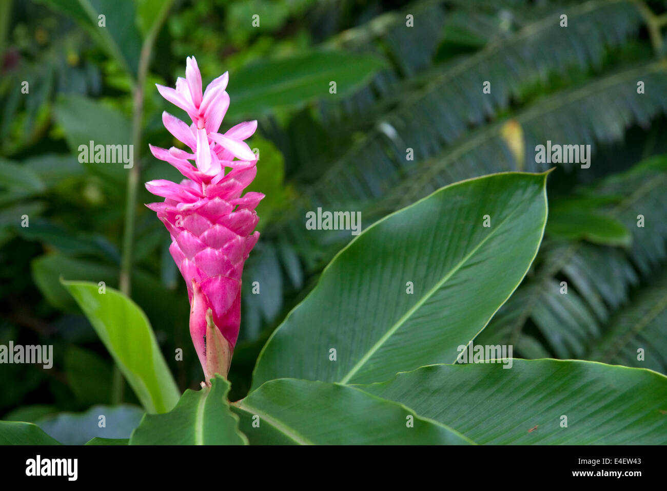 Pink ginger flower growing on the island of Tahiti, French Polynesia