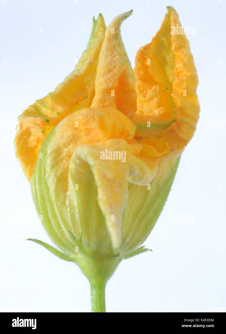 Courgette Flower Studio Shot Stock Photo Alamy