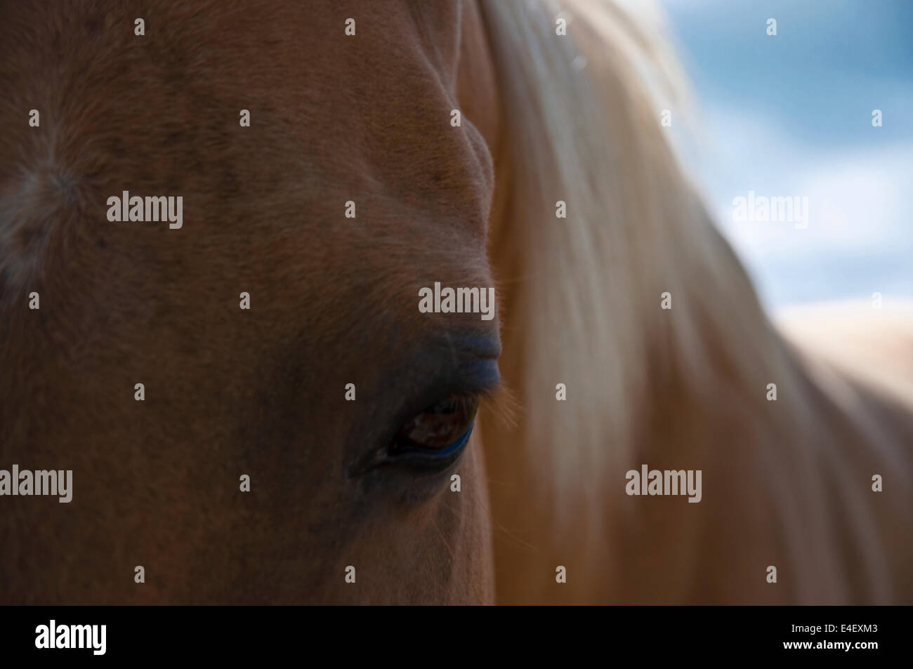 Horse, close portrait Stock Photo