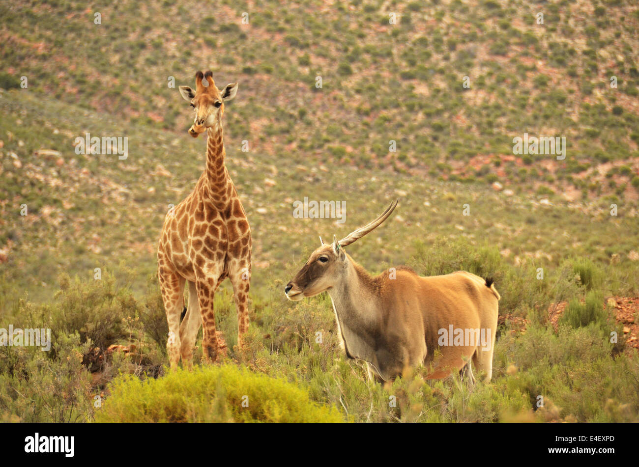 young giraffe and eland in scrub land Stock Photo