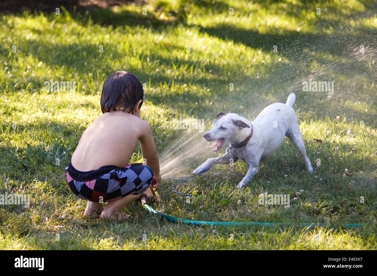 How To Stop Dogs Chewing Sprinklers