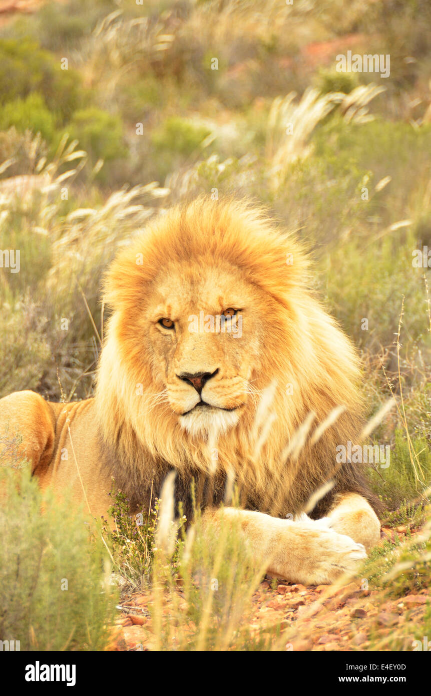 Full grown Lion at rest in veldt grass Stock Photo