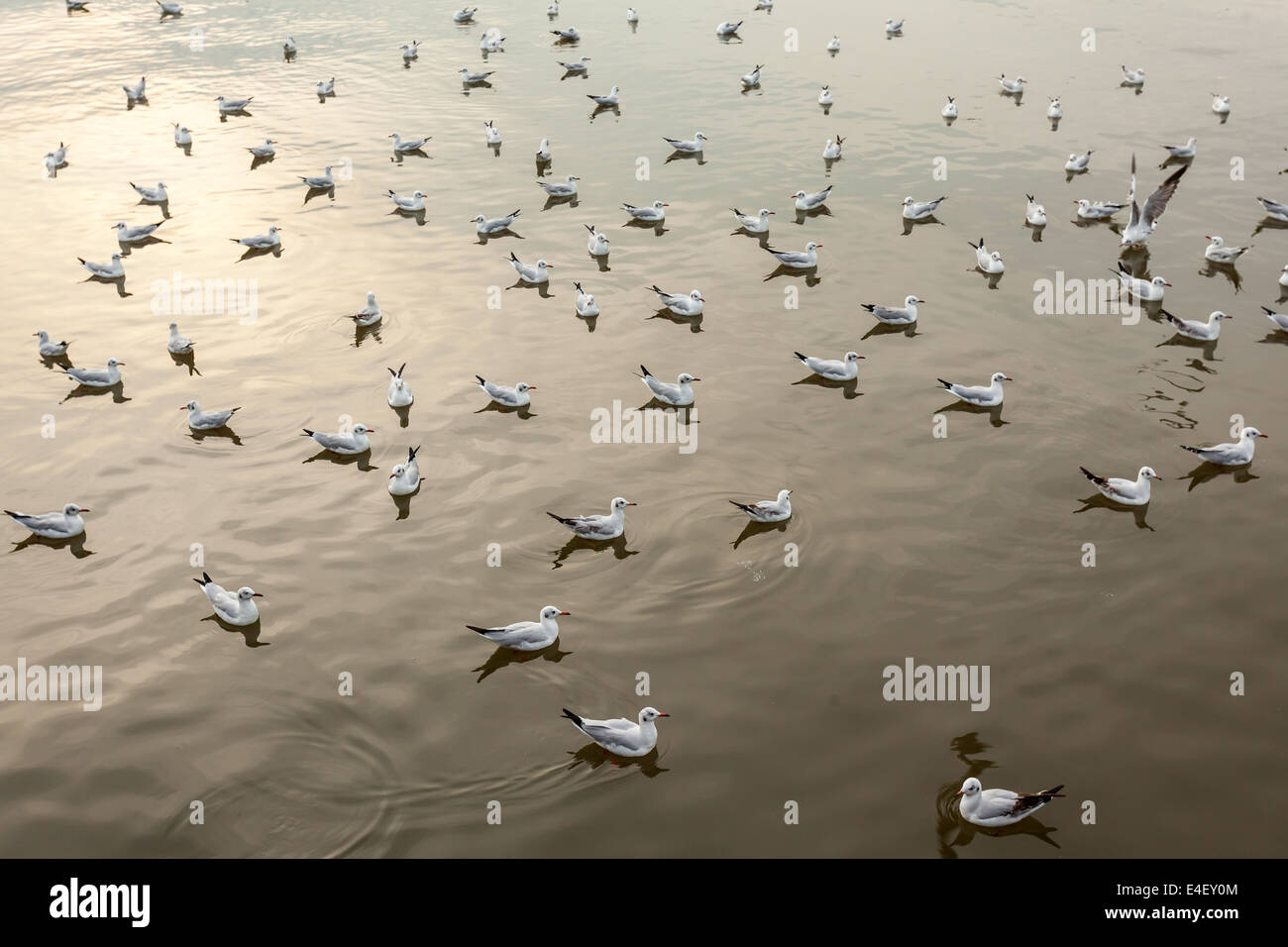 In the water of the sea sit alot seagulls Stock Photo