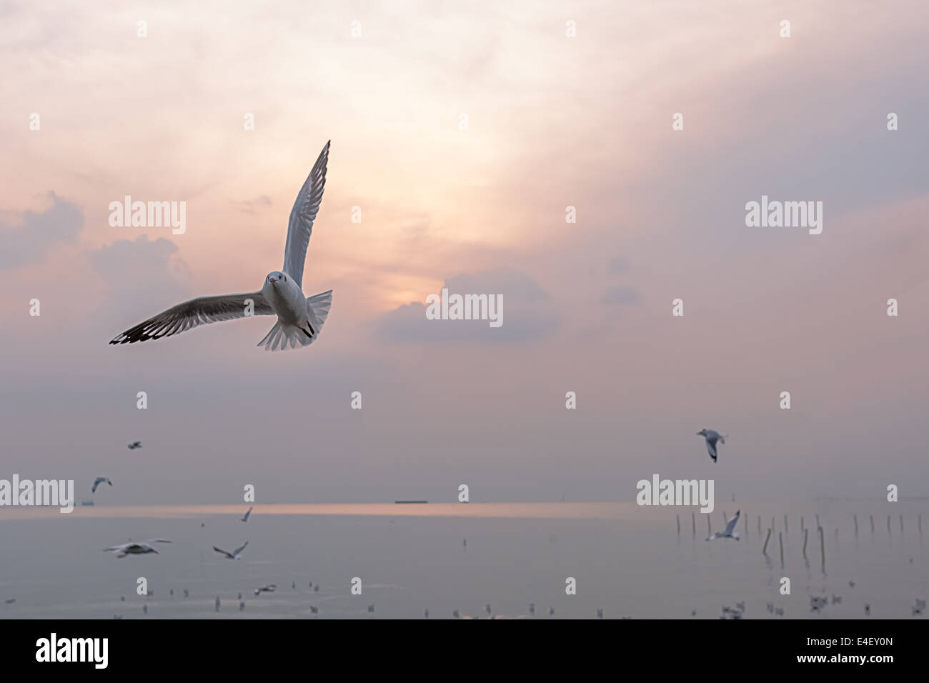 Near the water of the sea sit and fly alot seagulls Stock Photo