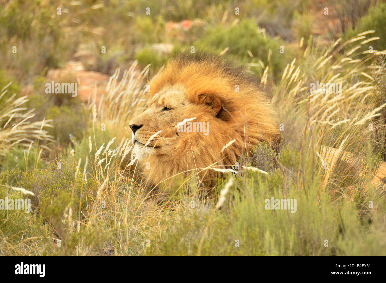 Full grown Lion sniffing the wind Stock Photo