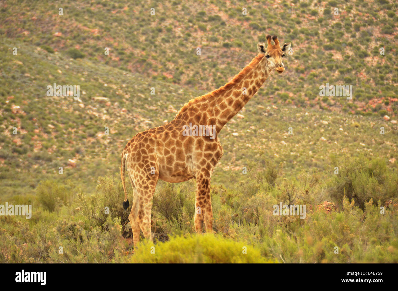 Camouflage in nature... a young Giraffe standing against a scrub background in the Little Karroo, Western Cape, South Africa Stock Photo